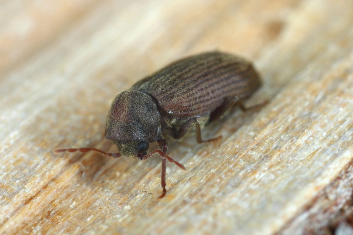 Un petit scarabée brun est assis sur un morceau de bois.