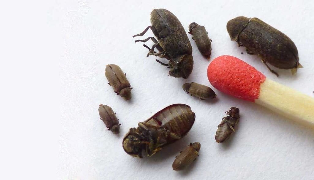 Une allumette rouge est posée à côté d'un tas de petits insectes sur une surface blanche.