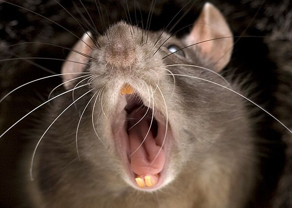 Un gros plan d'un rat avec la bouche ouverte