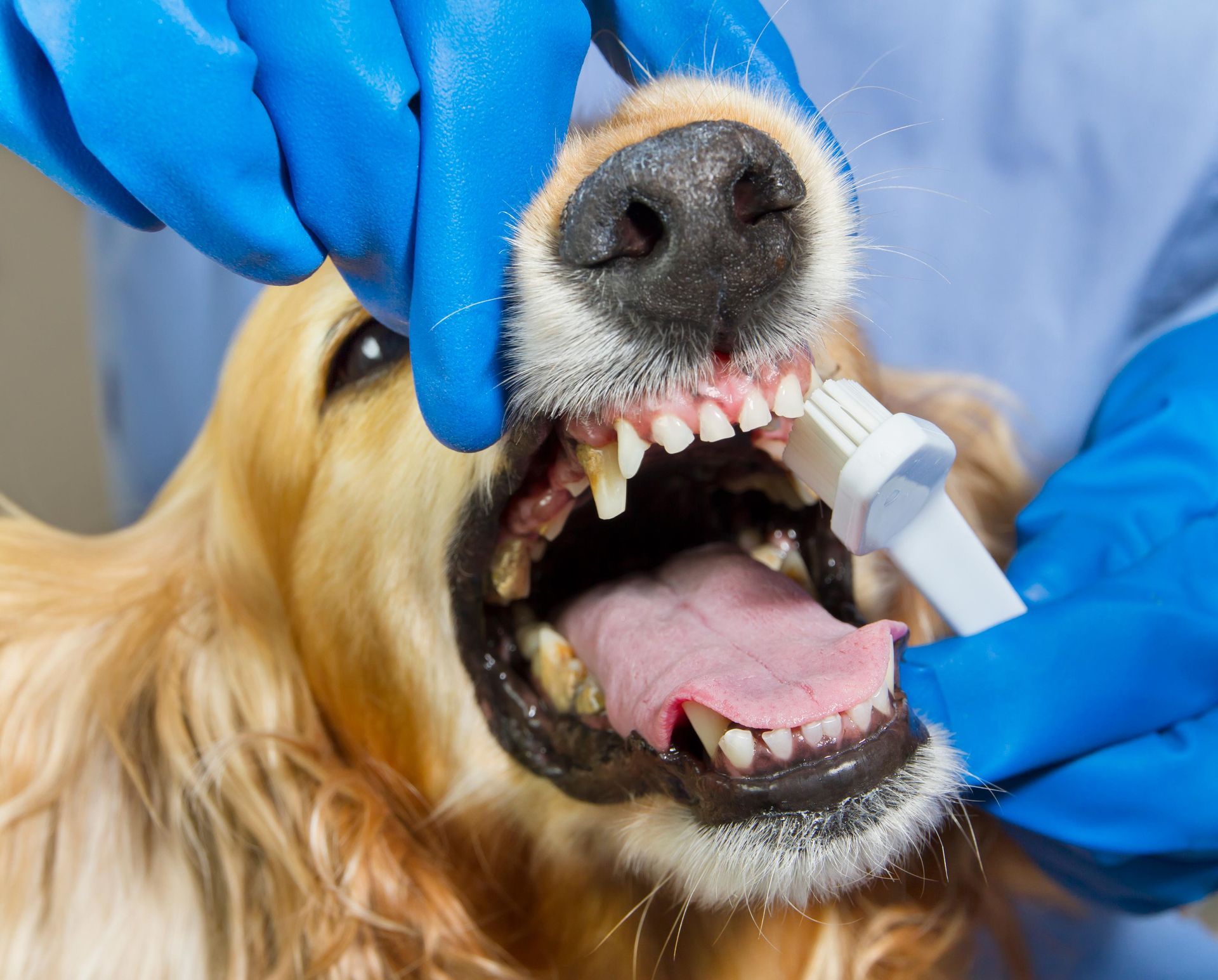 A Golden Retriever gets its teeth brushed by gloved hands.