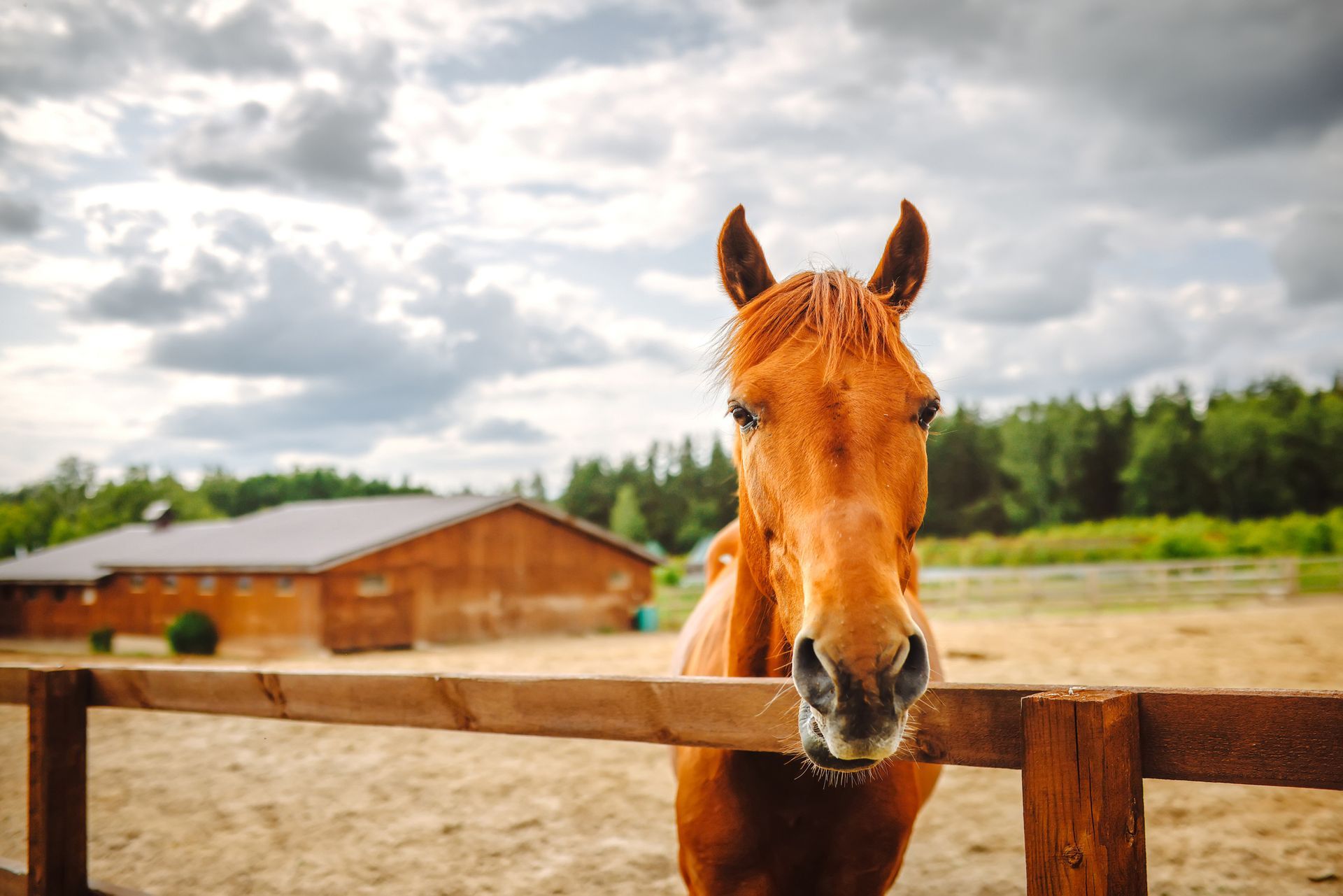 Brown horse peeking over a wooden fence, near a barn, under a cloudy sky.