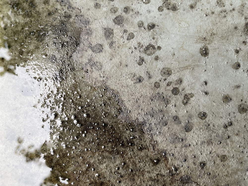 Close-up of dark mold colonies spreading across a damp interior wall with visible moisture damage