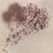 fungalspore02s