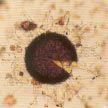 fungalspore03s