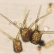 ungalspore05s