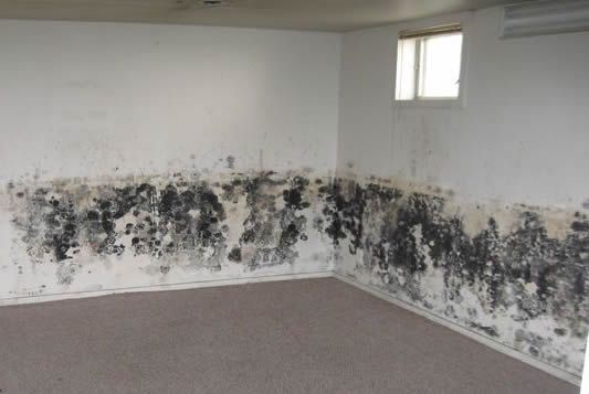 Mold-covered white walls in a damaged room with an open doorway and stained carpet.