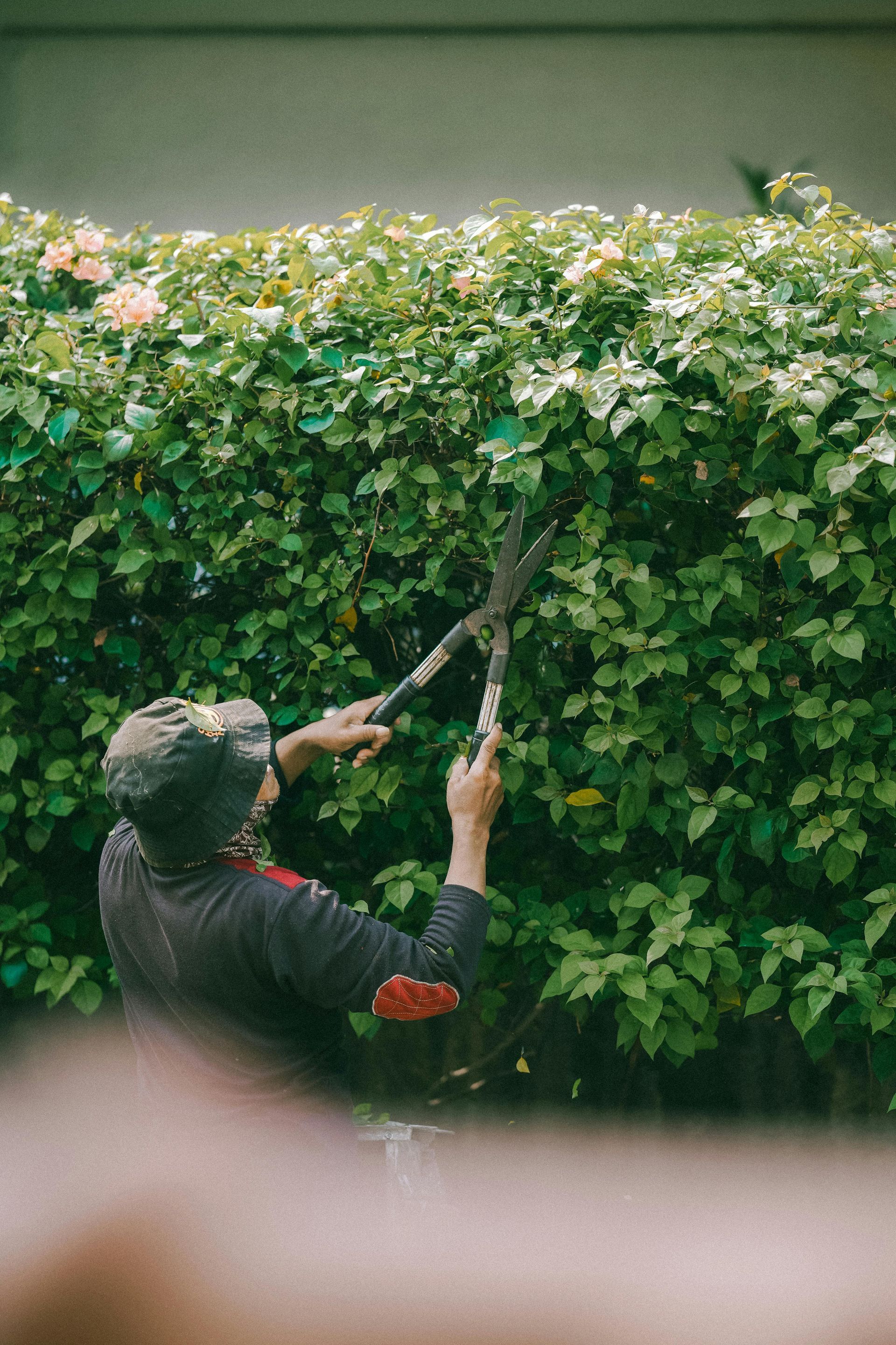 A person wearing a dark hat and shirt uses large shears to trim a tall, dense green hedge.