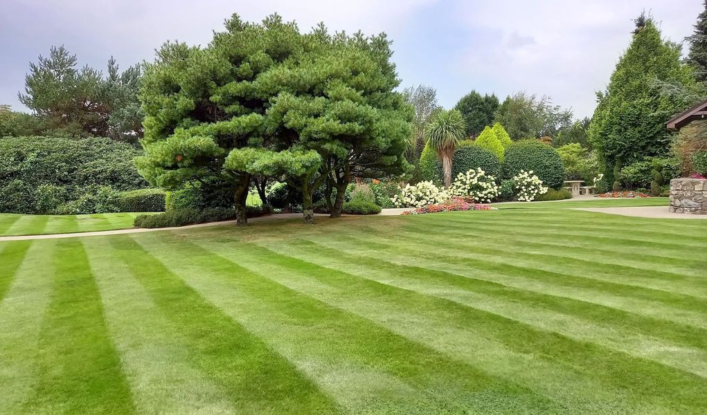 A meticulously mown lawn with striped patterns leads toward a large, dense tree in a vibrant, sunny garden setting.