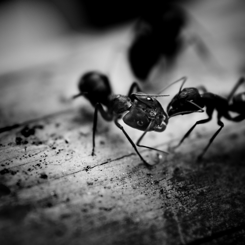 a black and white photo of two ants fighting on a piece of wood .