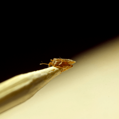 a small bug is sitting on top of a toothpick .