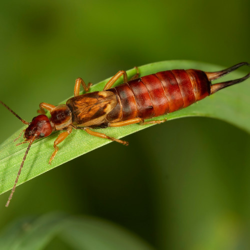 a close up of a bug on a green leaf .