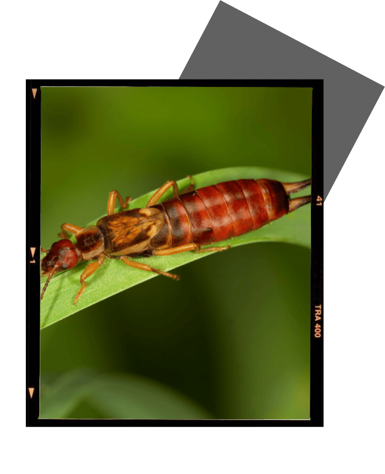 a close up of a bug on a green leaf