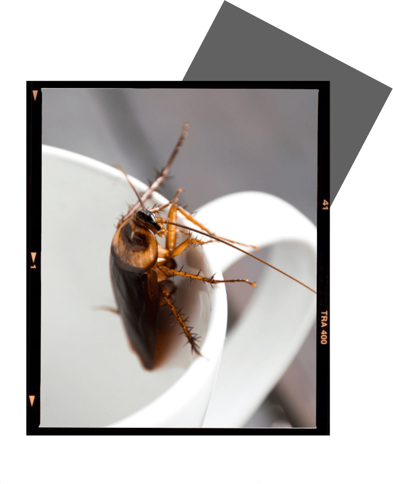 a picture of a cockroach in a cup with the number 41 on it