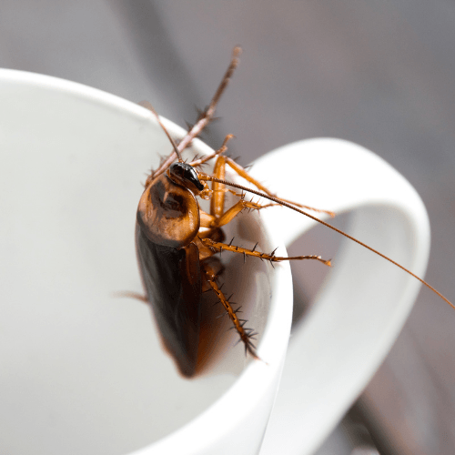 a cockroach is sitting on a white cup .
