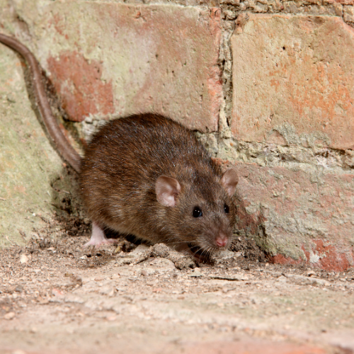 a rat is standing next to a brick wall .
