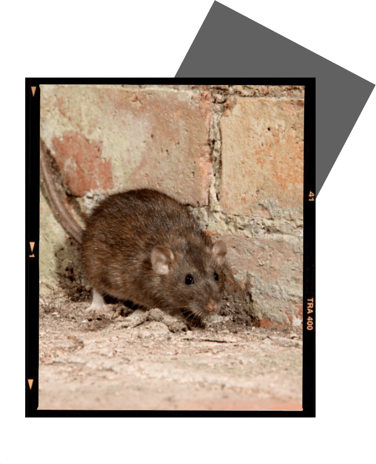 a rat is standing next to a brick wall .