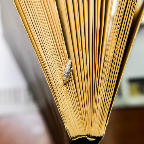 a close up of a book with a bug on it