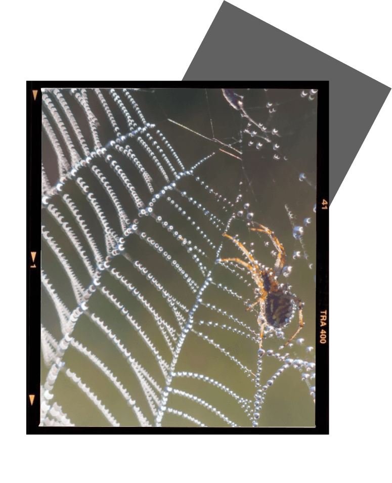a close up of a spider web with the number 47 on the bottom