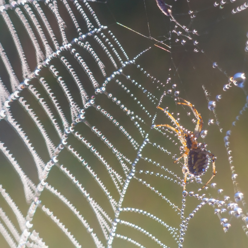 a spider is sitting on a spider web with water drops on it .