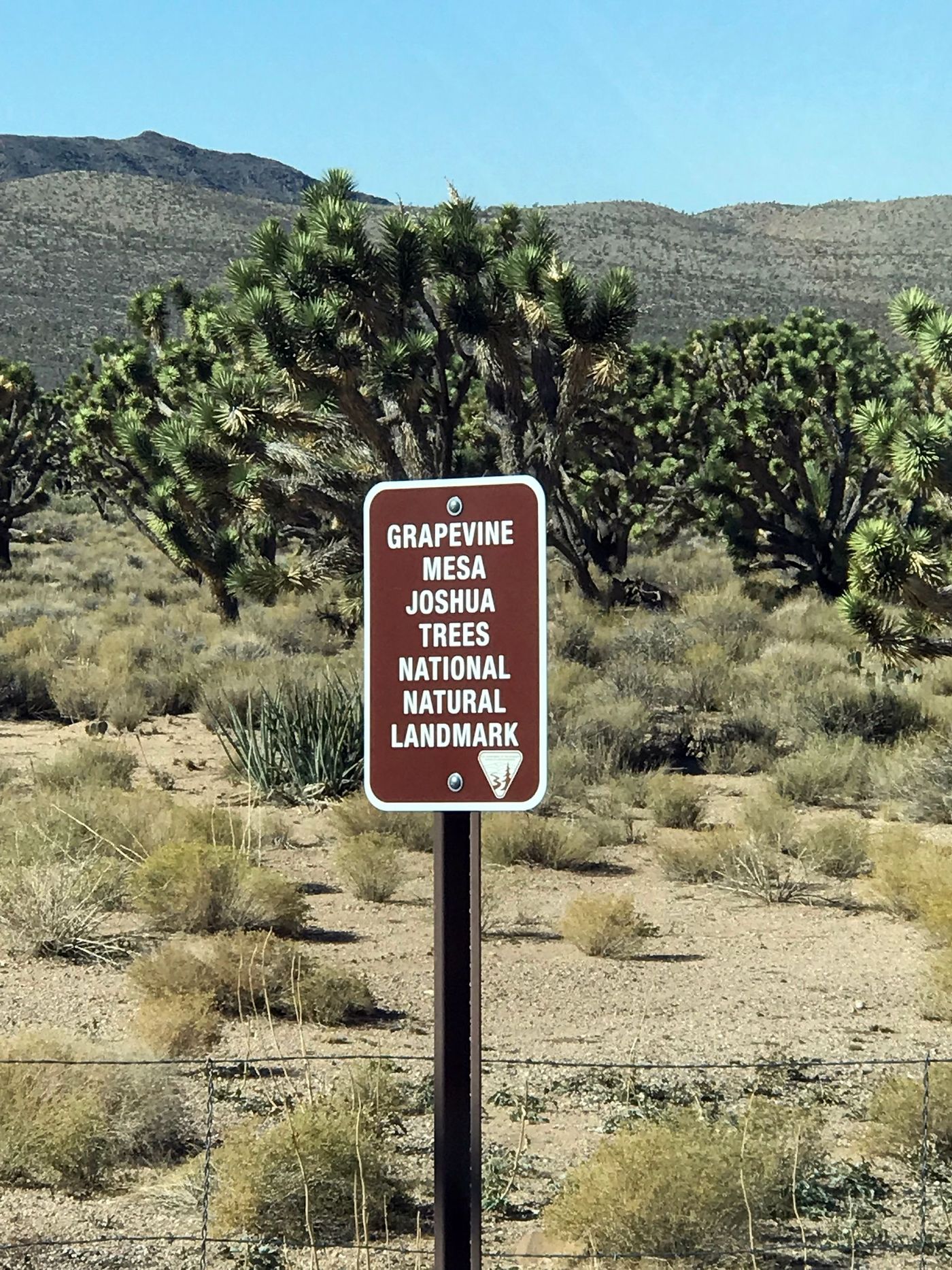 Joshua tree forest.