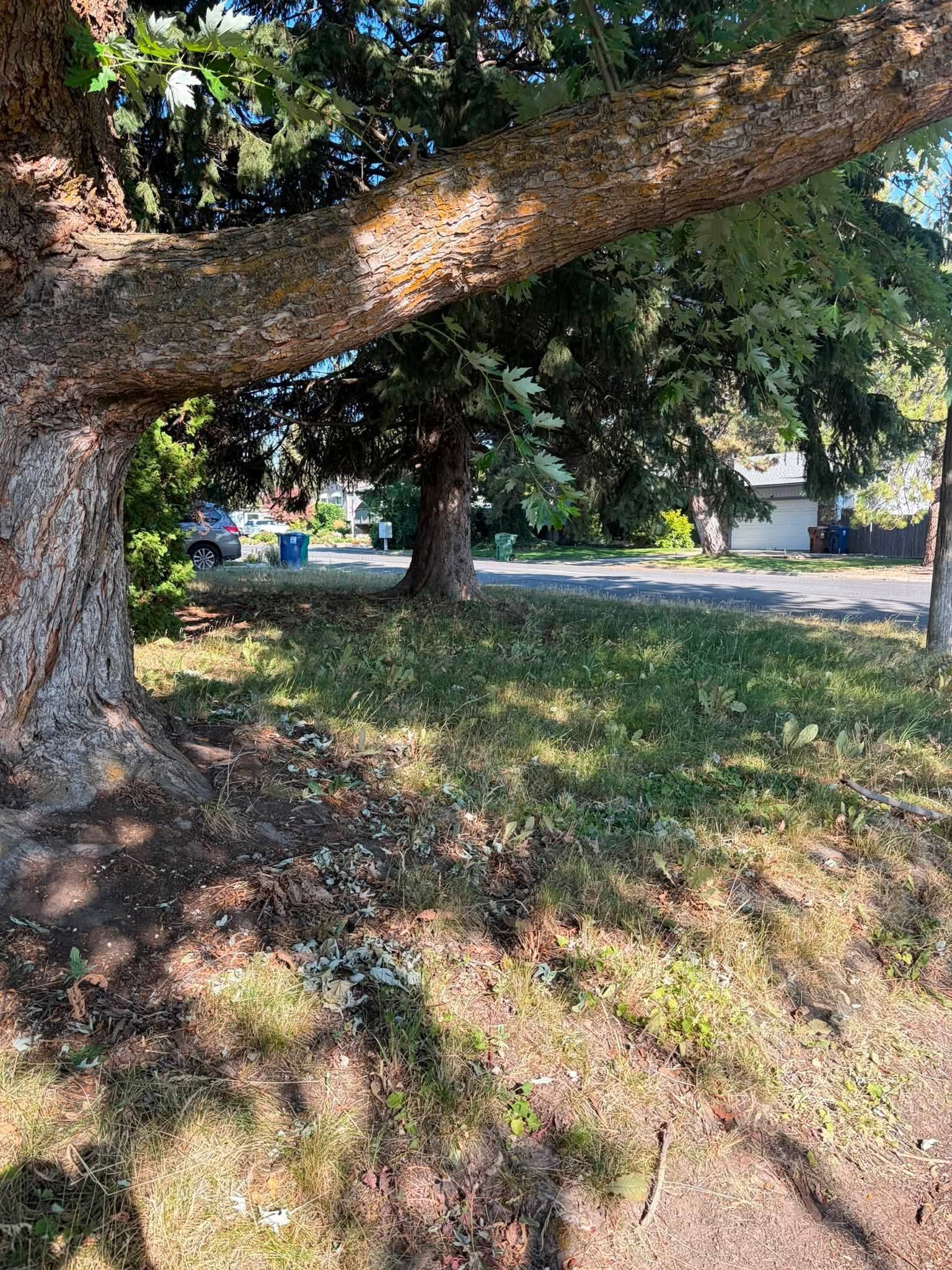 Tree branch over shaded grassy park with sunlight filtering through leaves