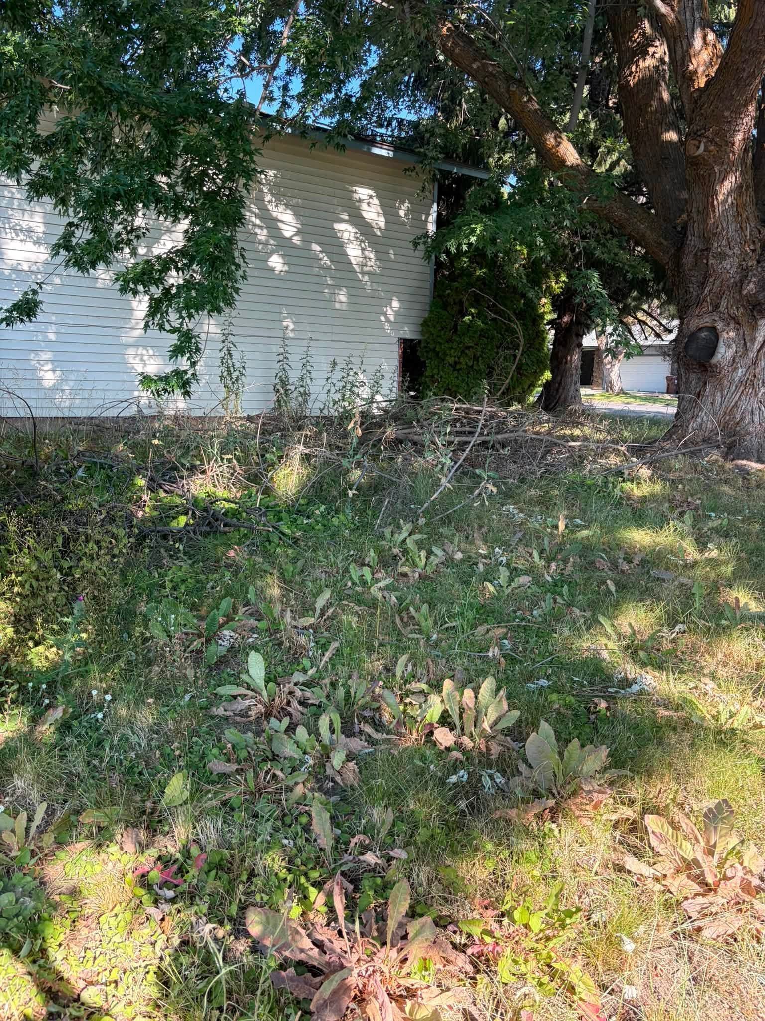 Backyard with a large tree, overgrown grass, and a white house in the background