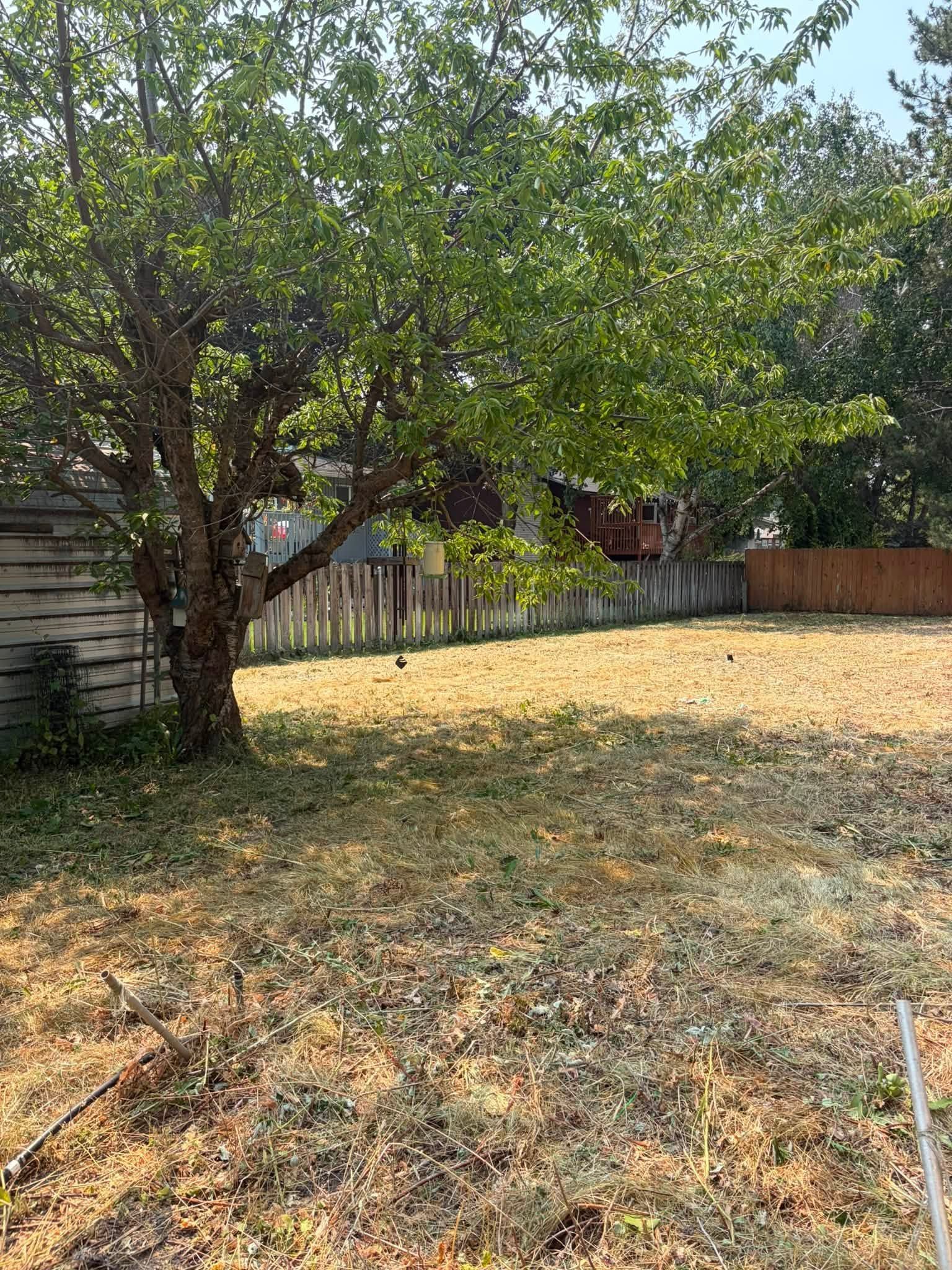 Backyard with two trees, dry grass, wooden fence, and a house in the background