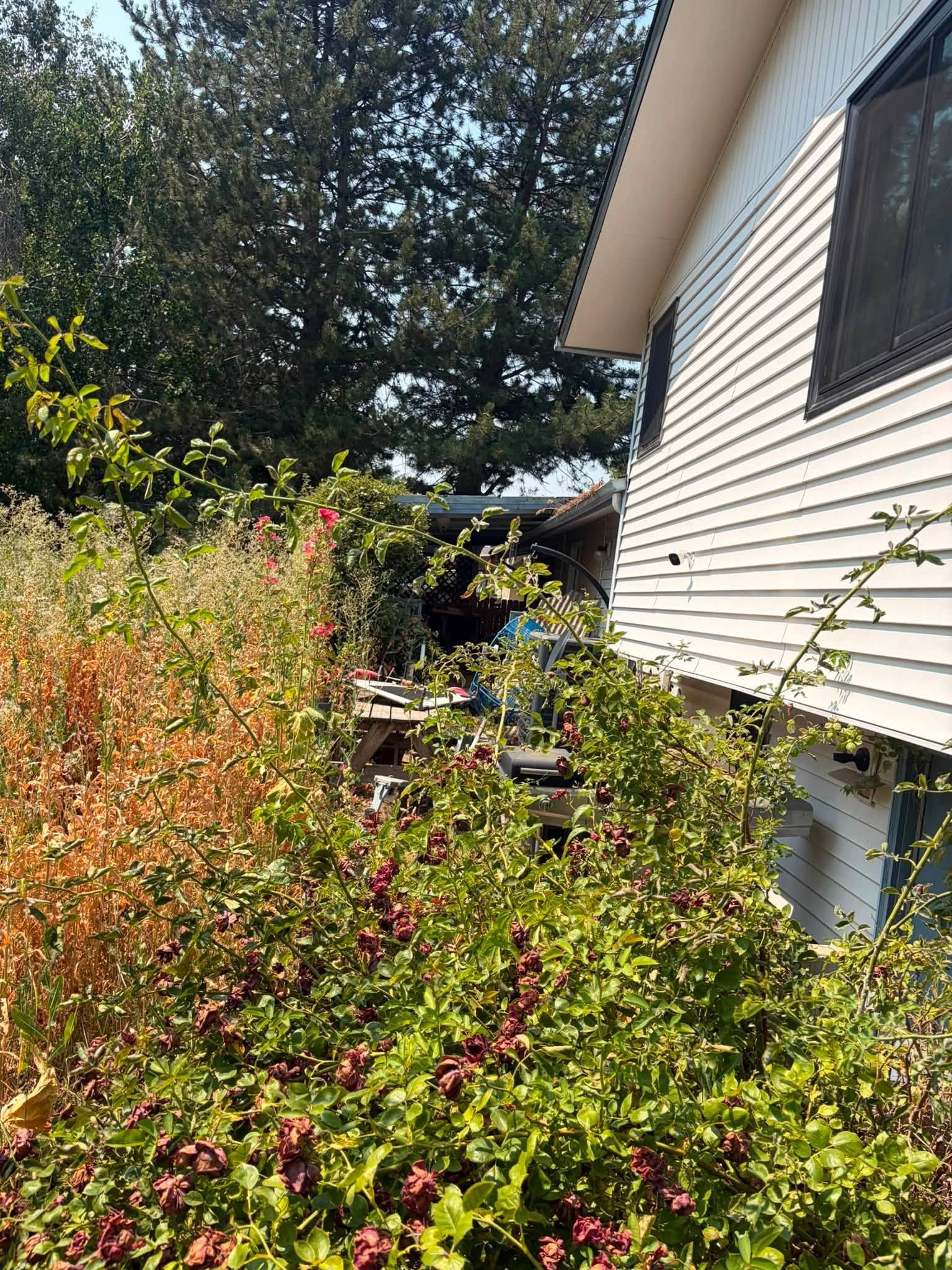 Overgrown garden beside a white house with shrubs and trees in bright sunlight