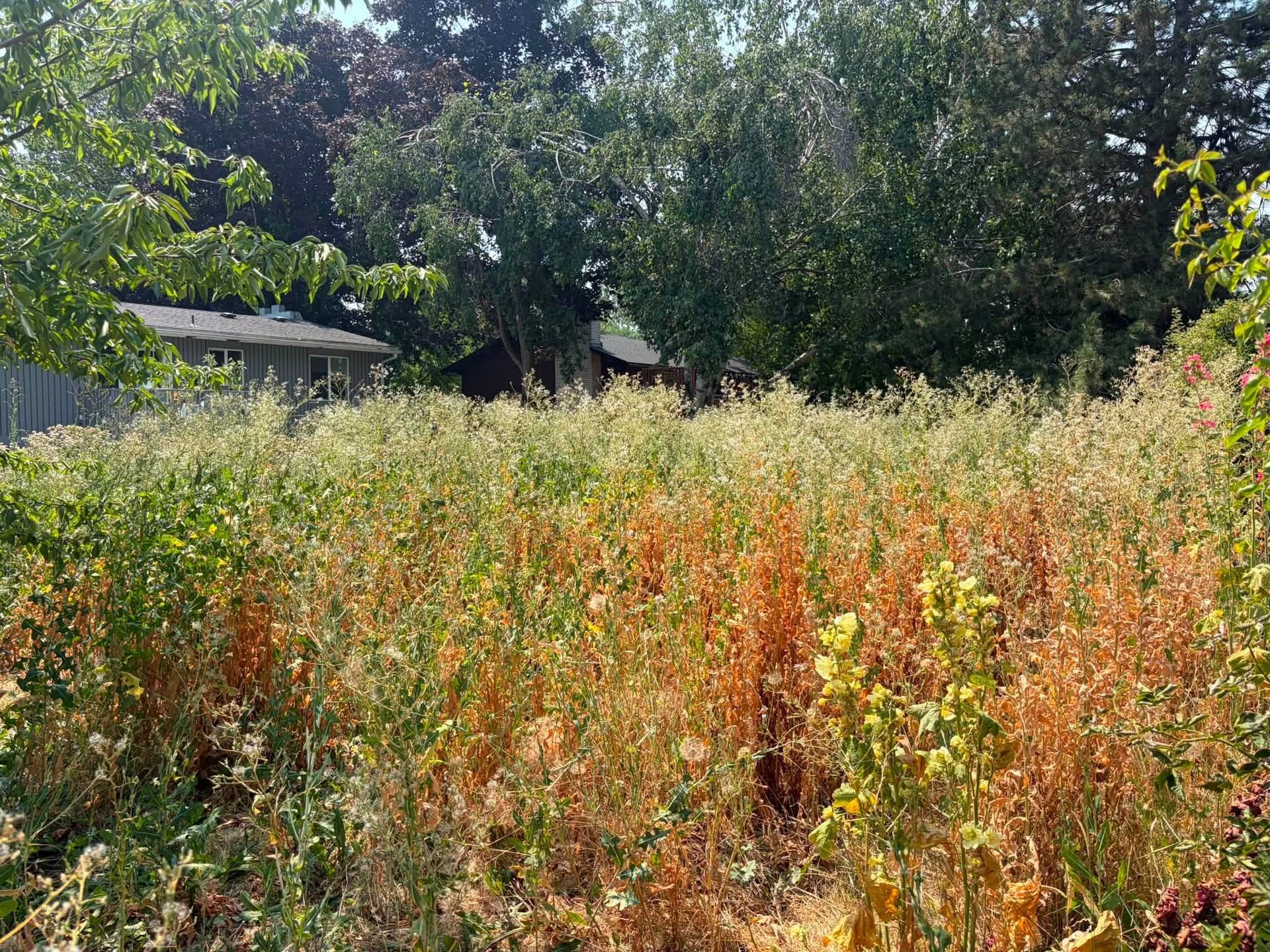 Overgrown garden with tall green and orange weeds under trees in bright sunlight