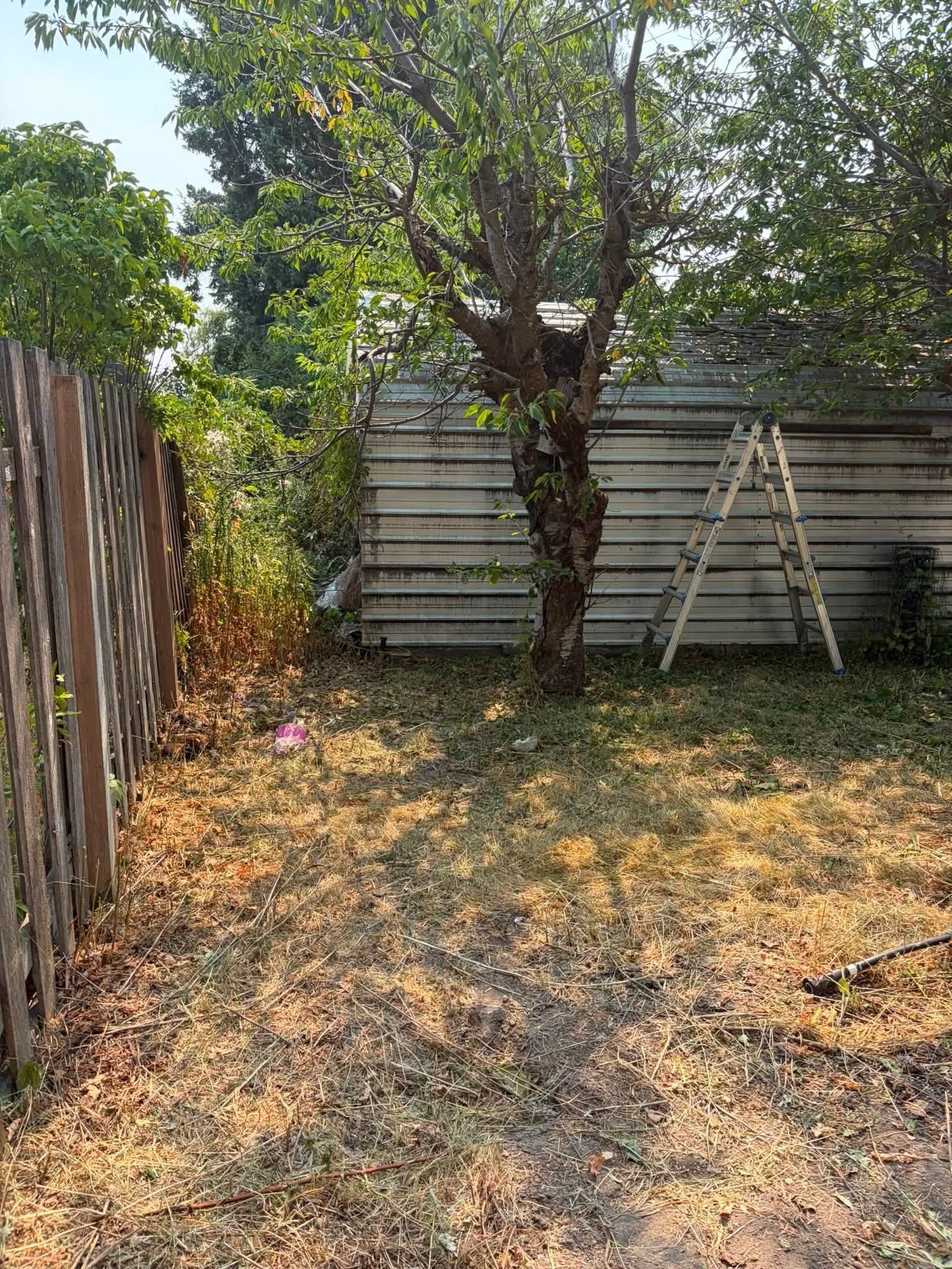 Backyard with dry grass, trees, a corrugated metal fence, and a ladder leaning against it