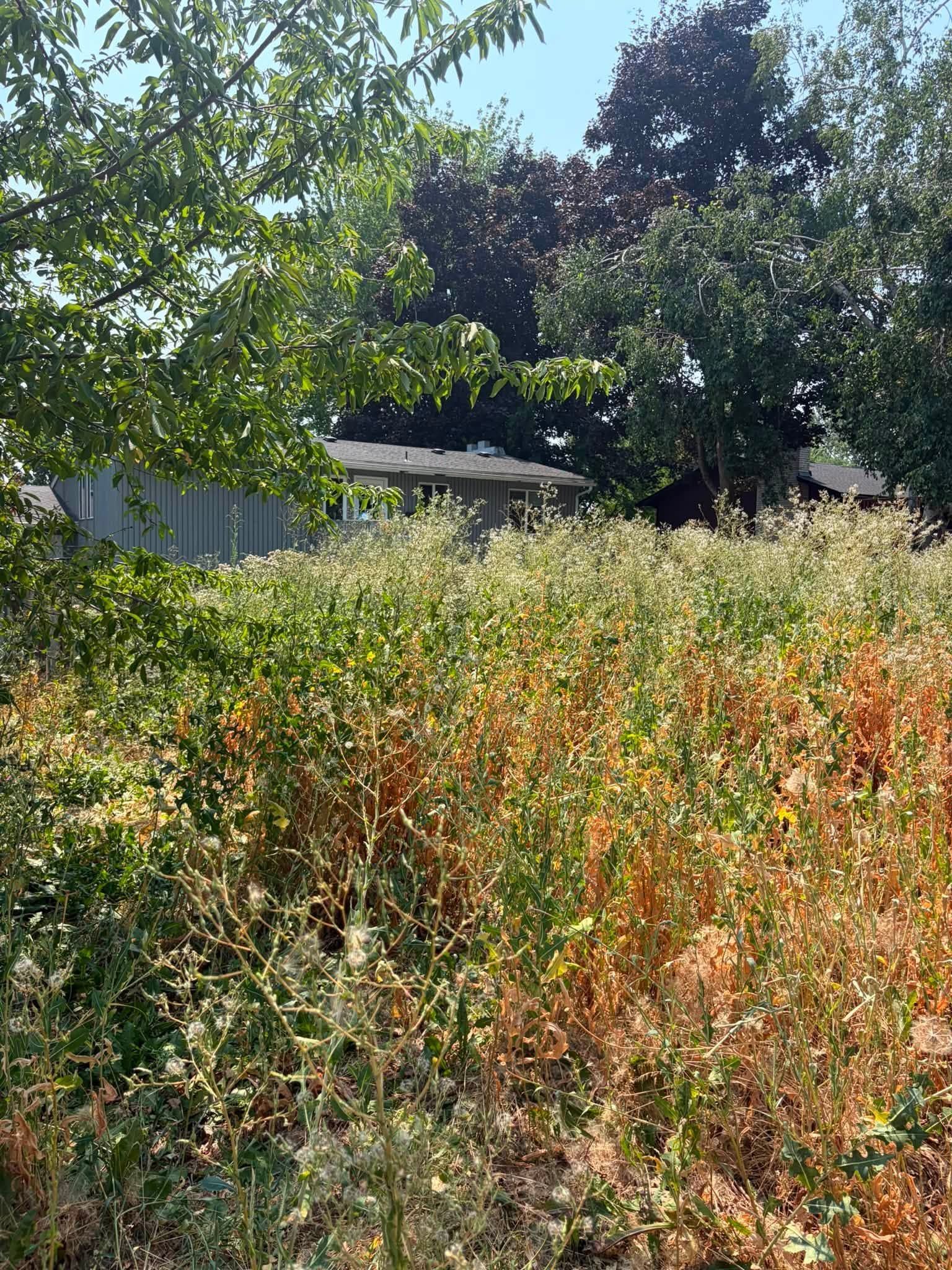 Overgrown field with tall weeds in front of a house and trees under bright sunlight
