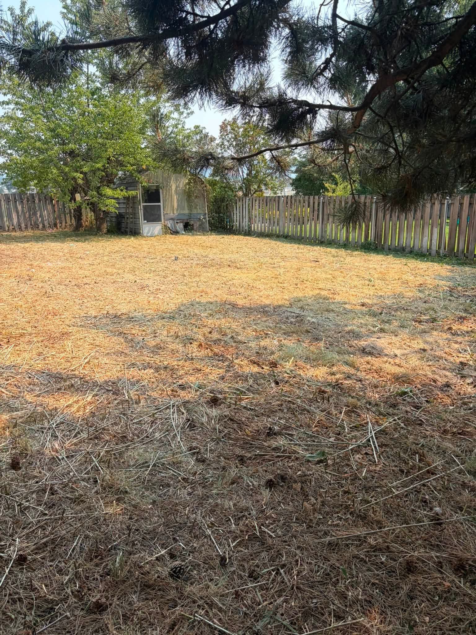 Large backyard with a leaf-covered lawn, wooden fence, and trees in the background.