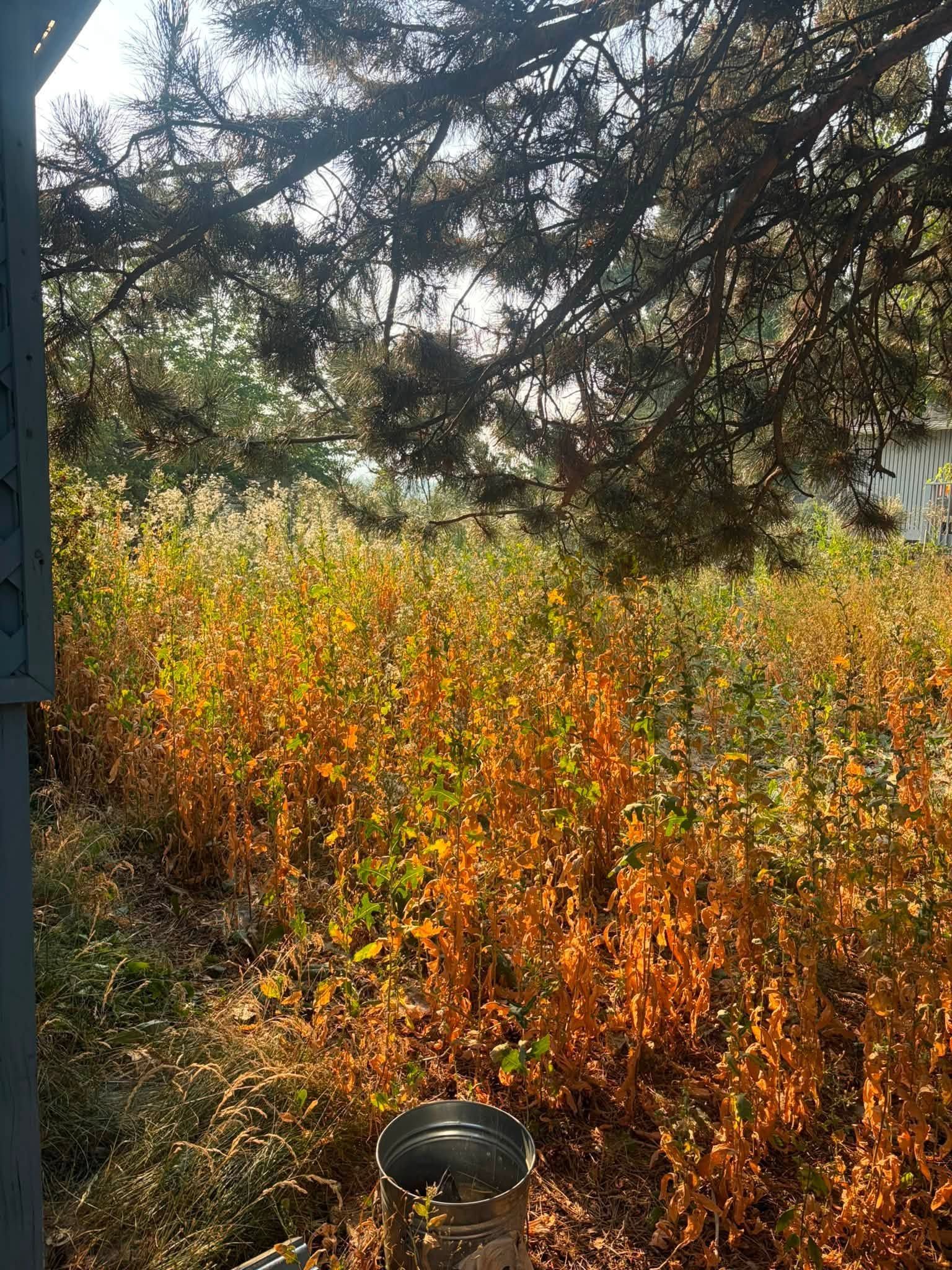 Sunlit orange wildflowers and shrubs under a tree, with a small garden light in the foreground.