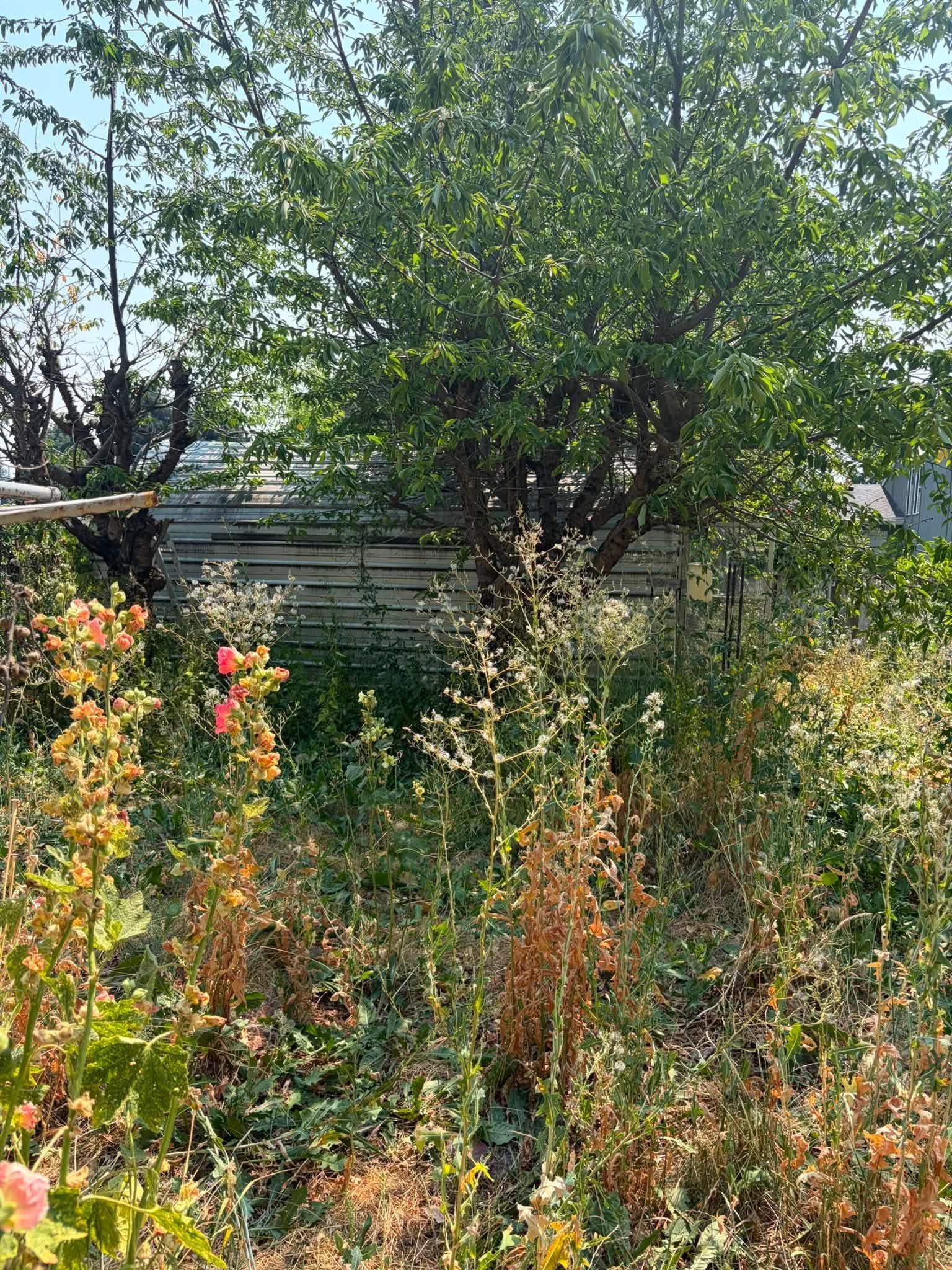 Overgrown garden with wildflowers and a leafy tree beside a metal fence under a bright sky