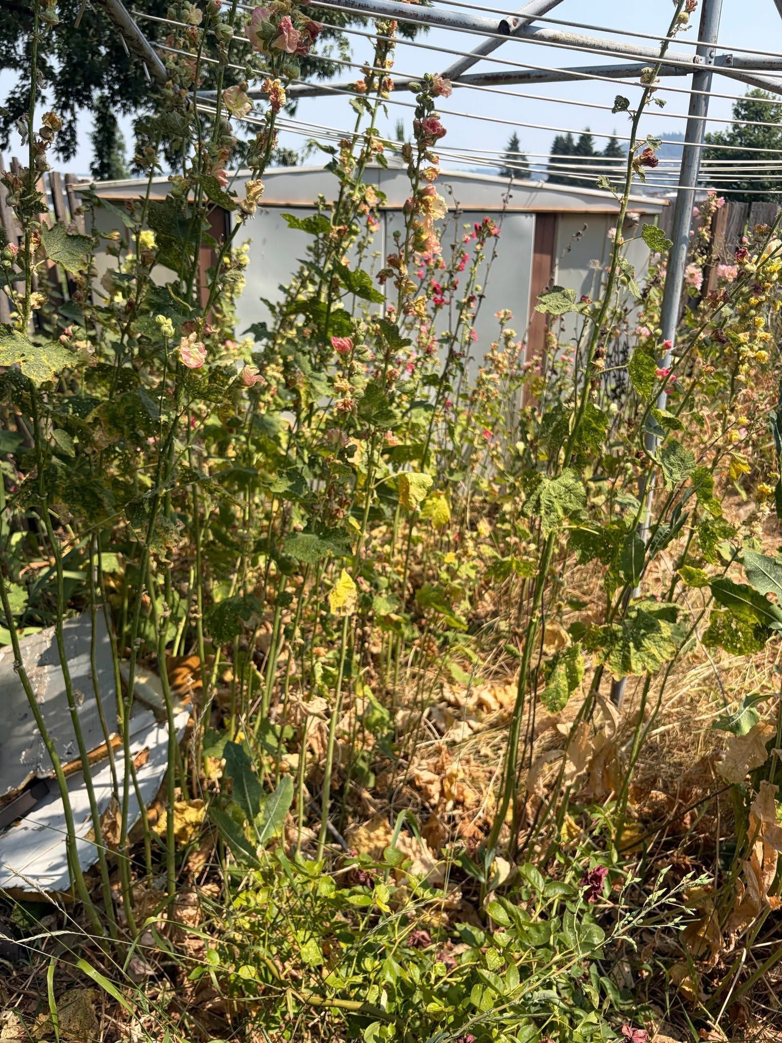Climbing flowering vines and dense greenery on a trellis in a sunlit garden