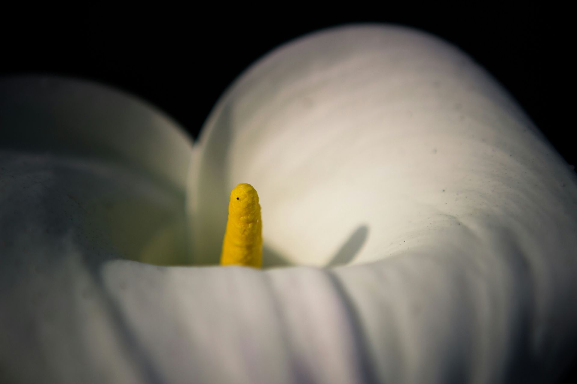 A flower represents the clitoris.
