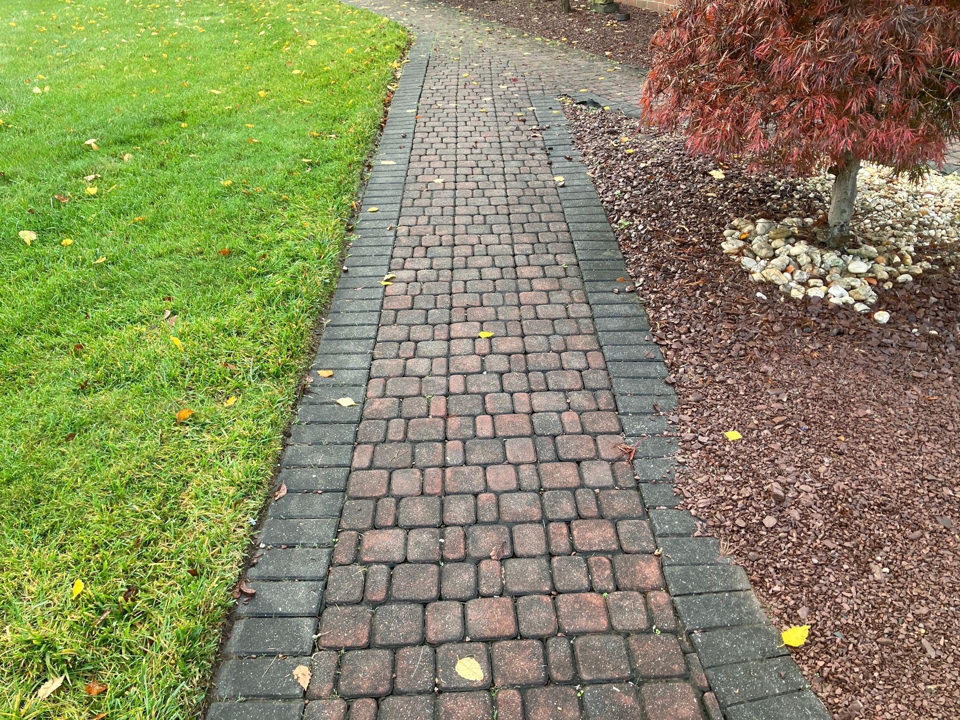 A brick walkway leading to a tree in a yard.