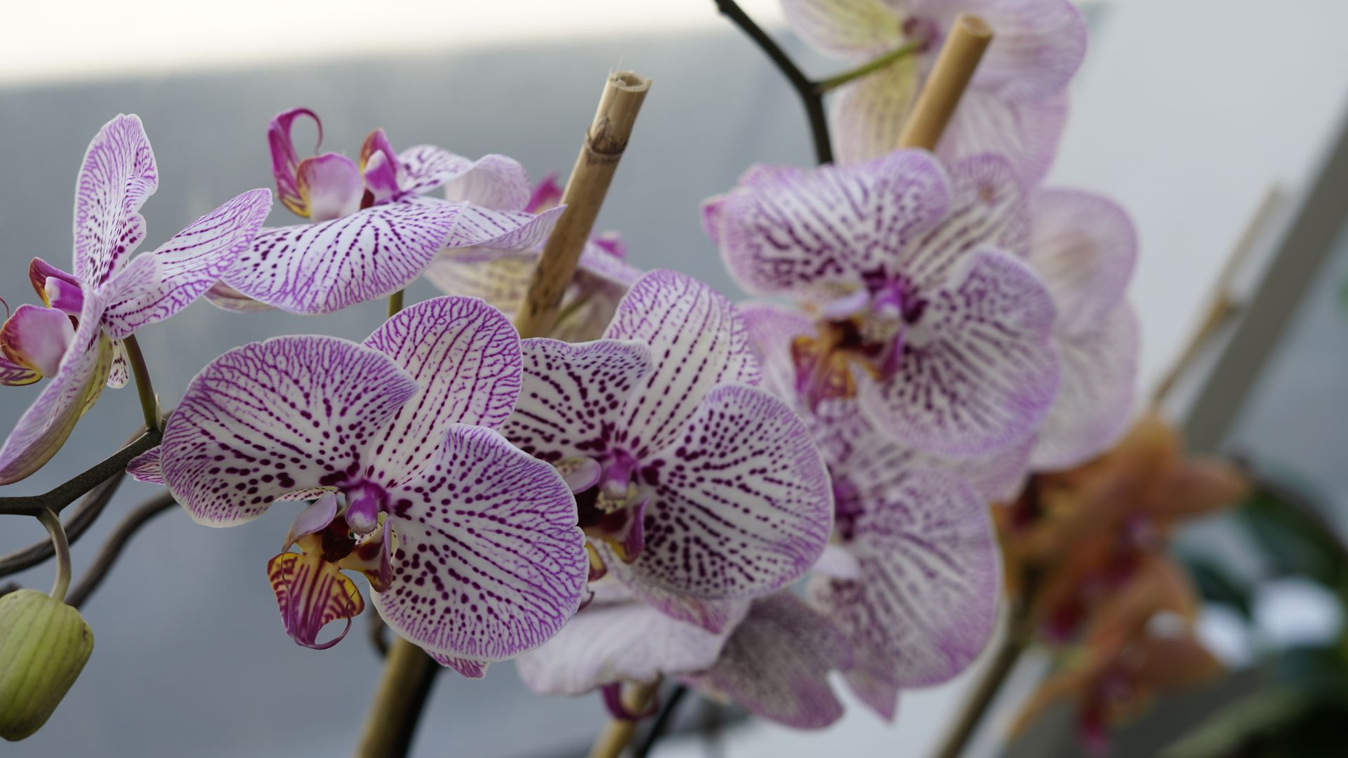 orchid