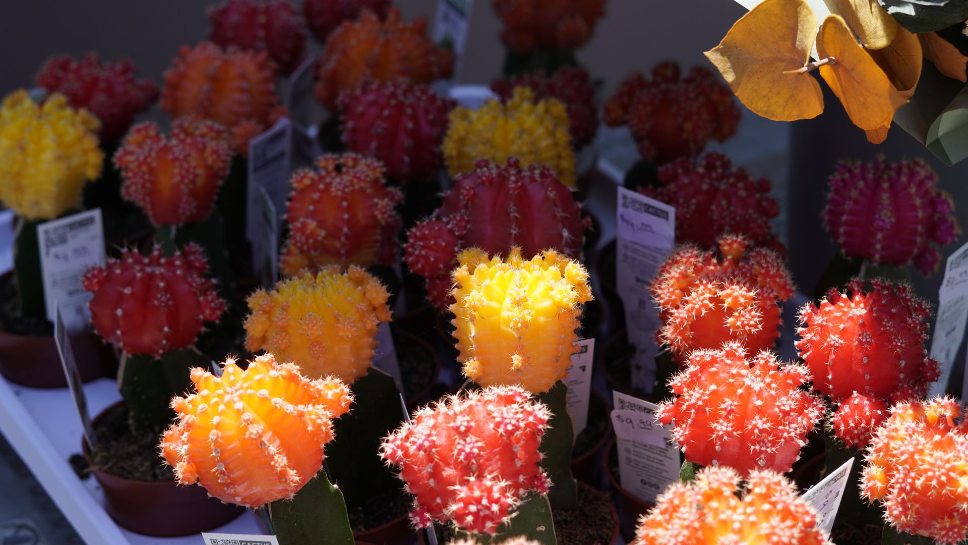 succulent