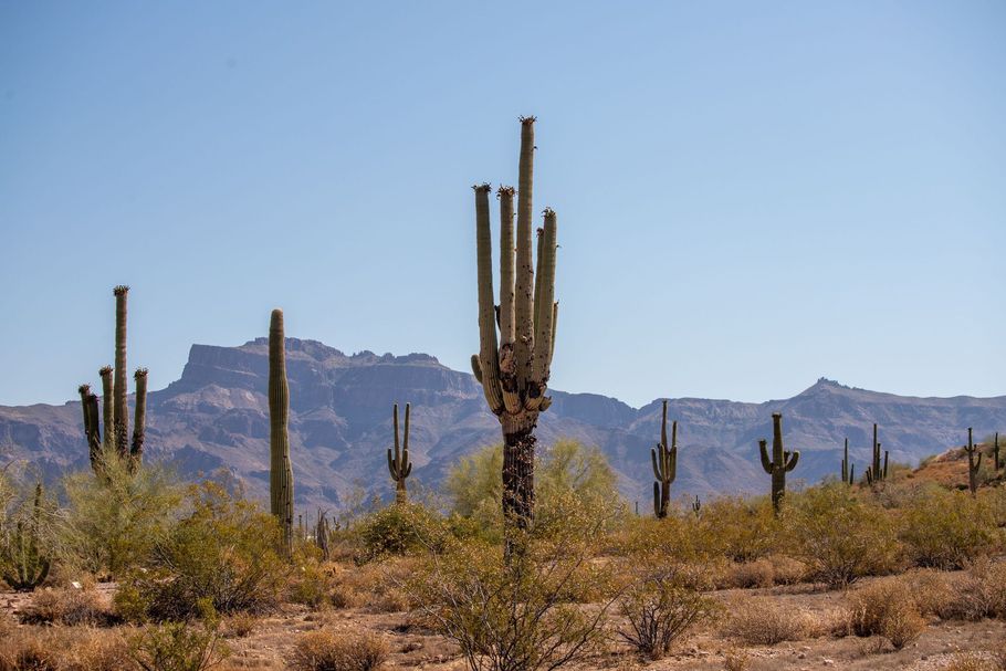 Arizona landscape capturing native plants and the famous Superstition mountain range.