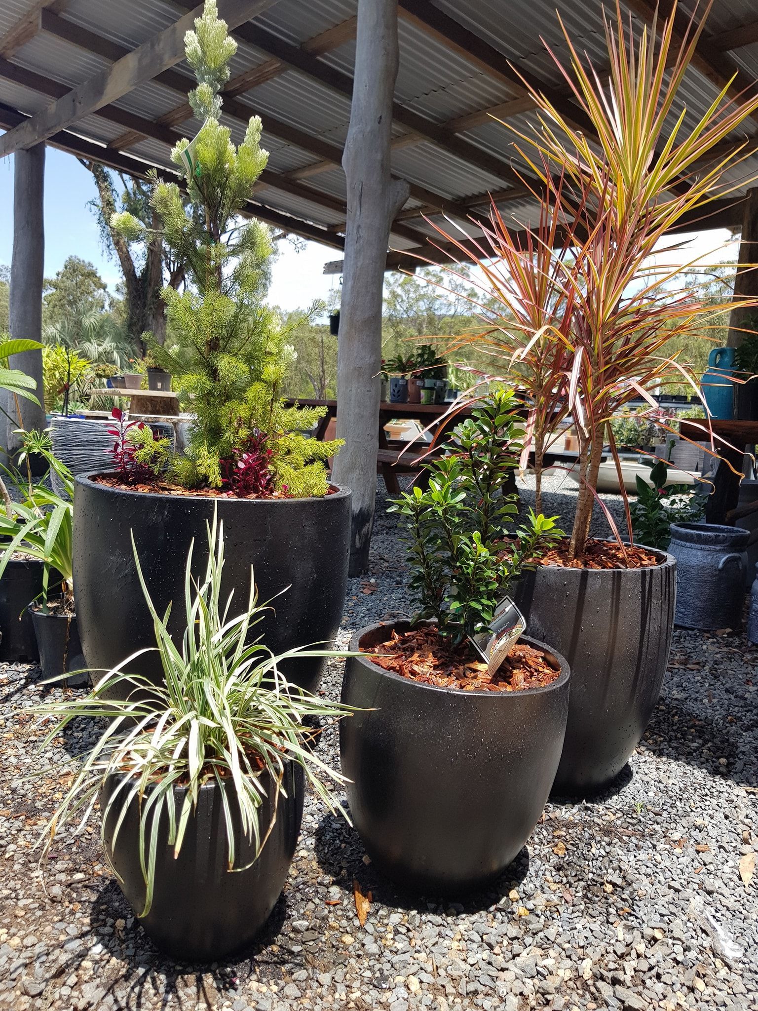 Four potted plants with various foliage are under a corrugated roof - Palms Landscape Supplies in Forster, NSW
