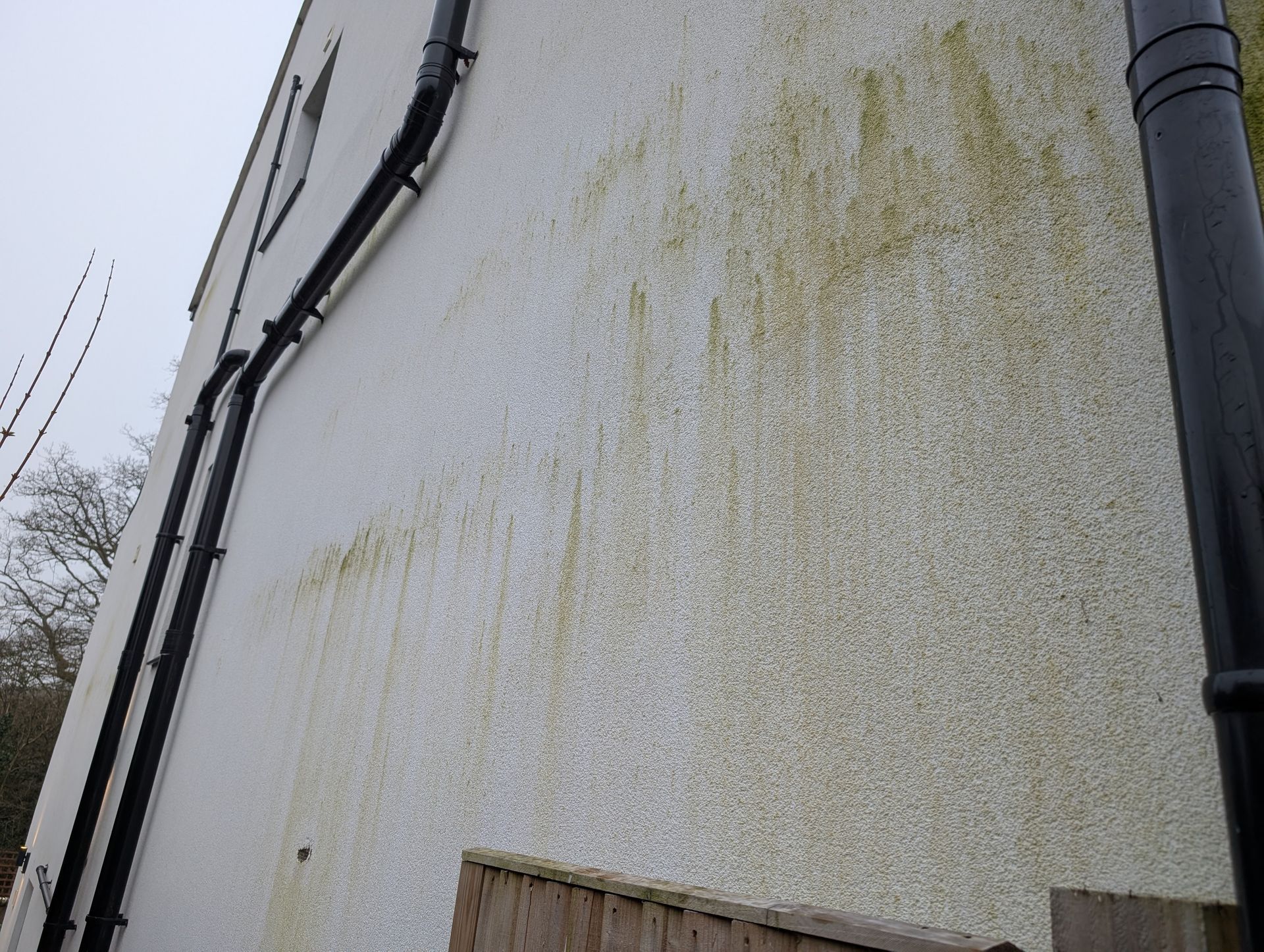 Render wall showing green algae staining before softwash cleaning