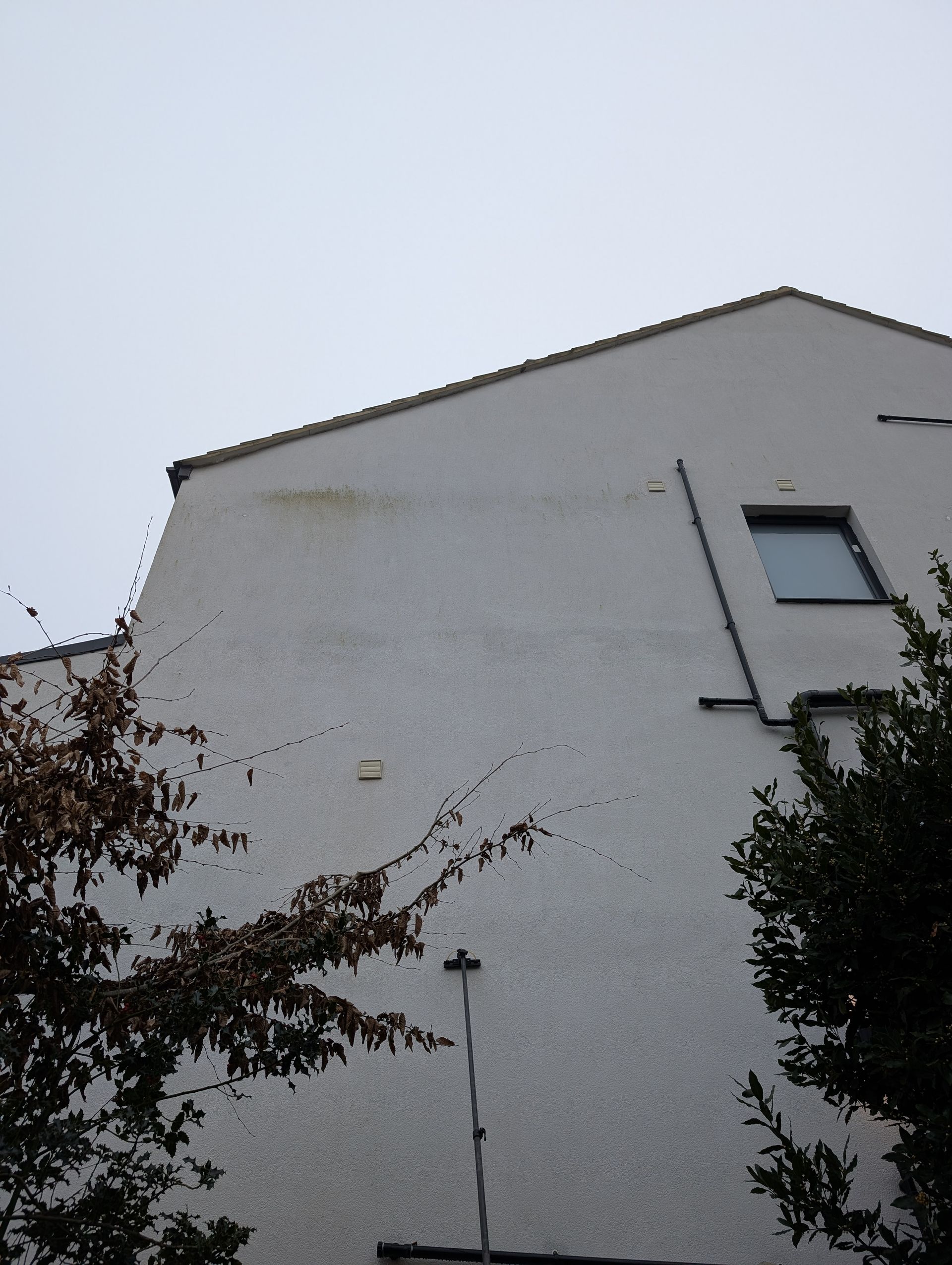 Render wall face with green algae before softwash cleaning
