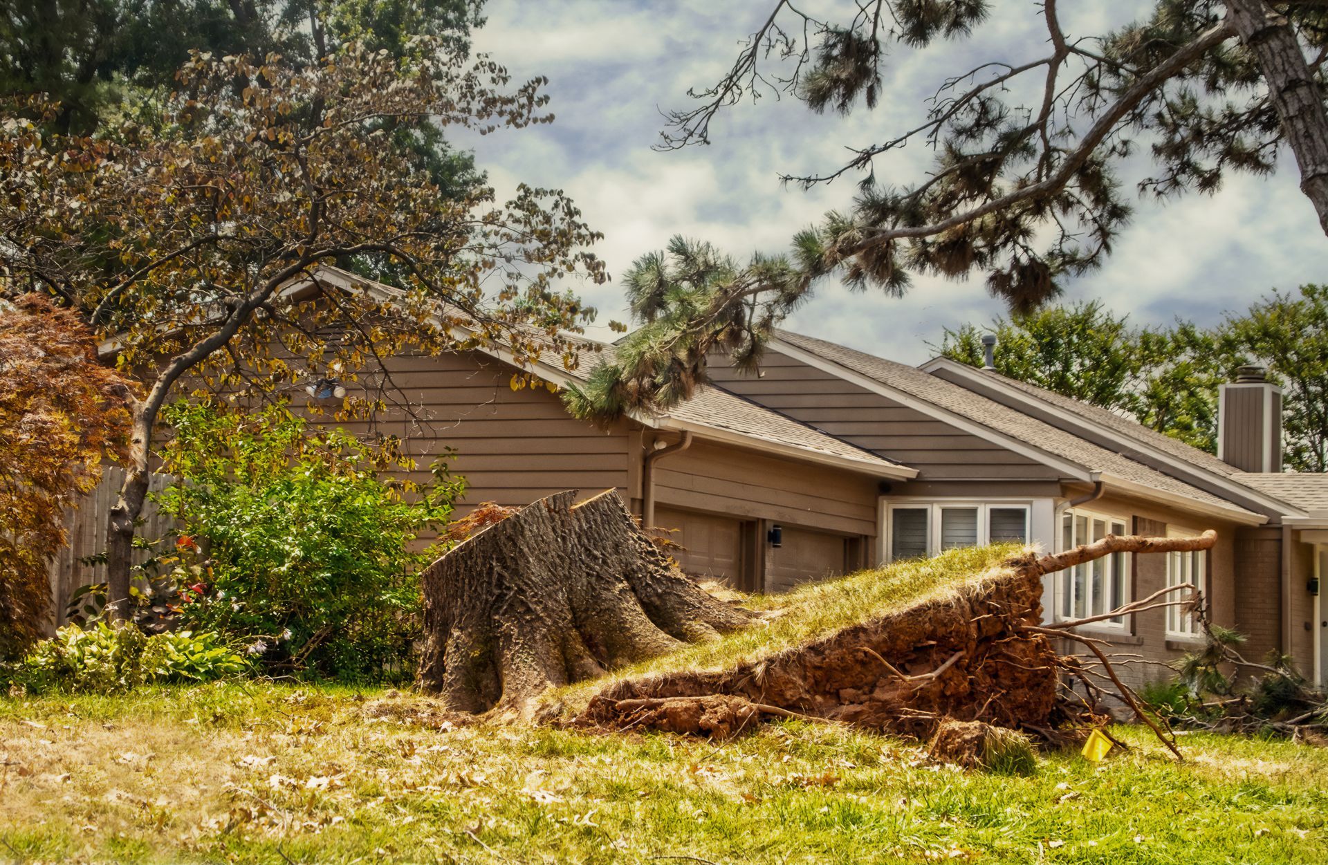 An uprooted large tree stump tilting out of a residential yard.