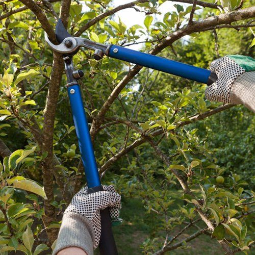 Tree Trimming and Pruning — Ipswich, QLD — Mr Trees