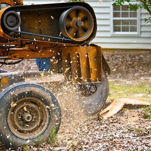 Stump Grinding and Removal — Ipswich, QLD — Mr Trees Stump Grinding and Removal — Ipswich, QLD — Mr Trees