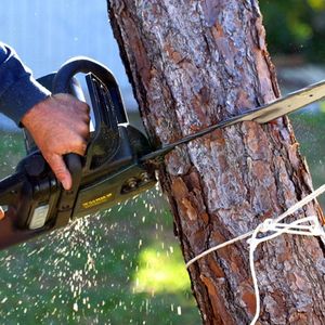 Tree Removal — Ipswich, QLD — Mr Trees Tree Removal — Ipswich, QLD — Mr Trees