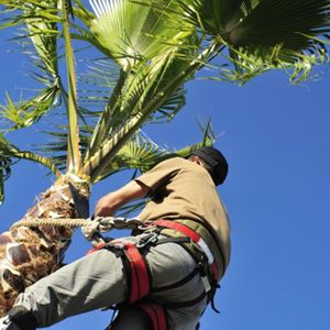 Palm Tree Services — Ipswich, QLD — Mr Trees Palm Tree Services — Ipswich, QLD — Mr Trees
