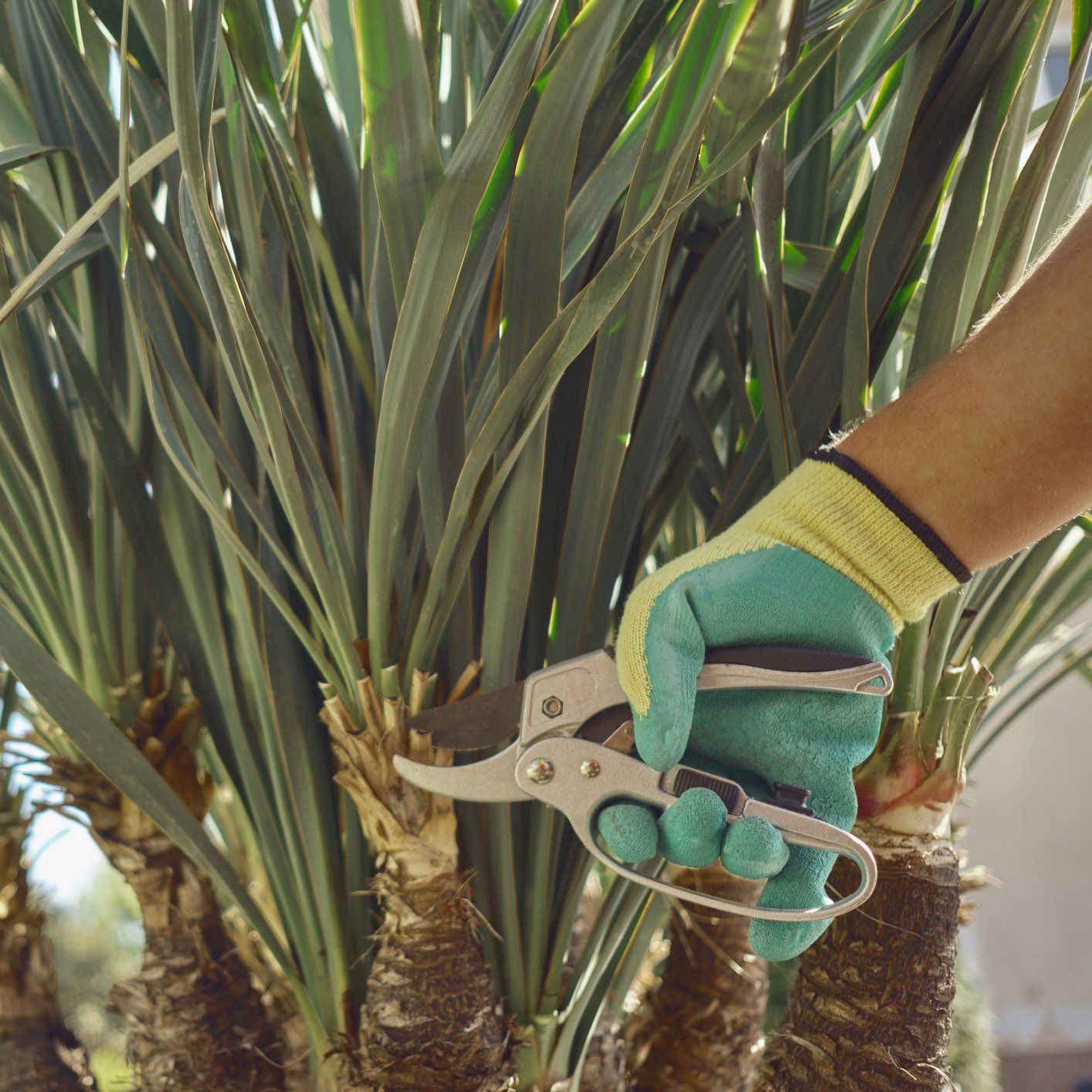 Palm Tree Pruning — Ipswich, QLD — Mr Trees Palm Tree Pruning — Ipswich, QLD — Mr Trees