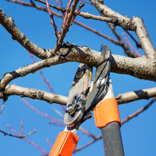 Pruning Services — Ipswich, QLD — Mr Trees Pruning Services — Ipswich, QLD — Mr Trees